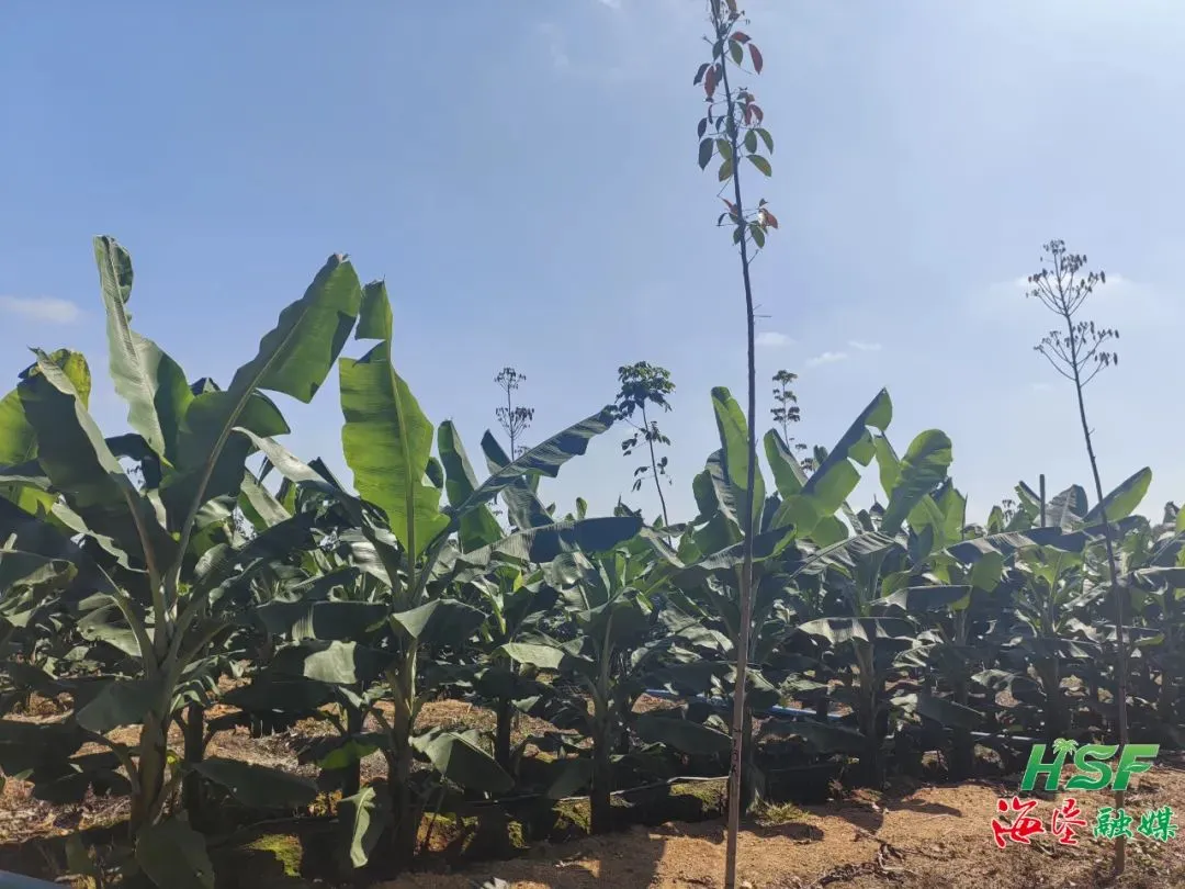 1742266210674095105.jpg 1742266210674095105.jpg